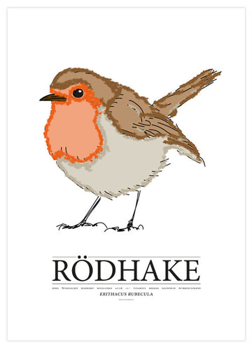 Poster | Rödhake / Robin